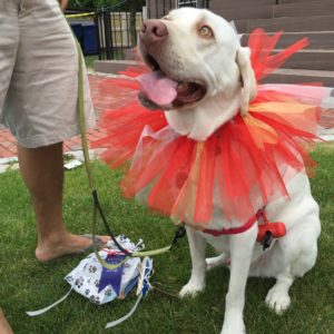 Red and Yellow flower yellow lab 2016 Parade